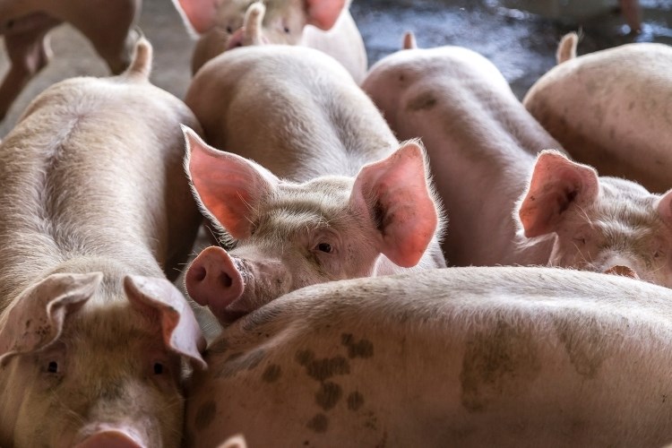 Slika /slike/Priopcenja/Foto_NOVO PRIOPĆENJA/Svinje/asderbgtrbhgfv (53).jpg